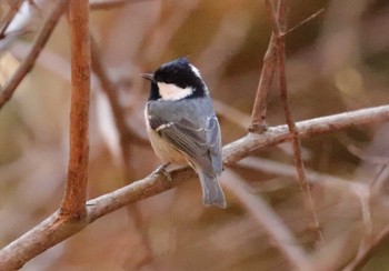 2022年12月14日(水) 埼玉県民の森の野鳥観察記録