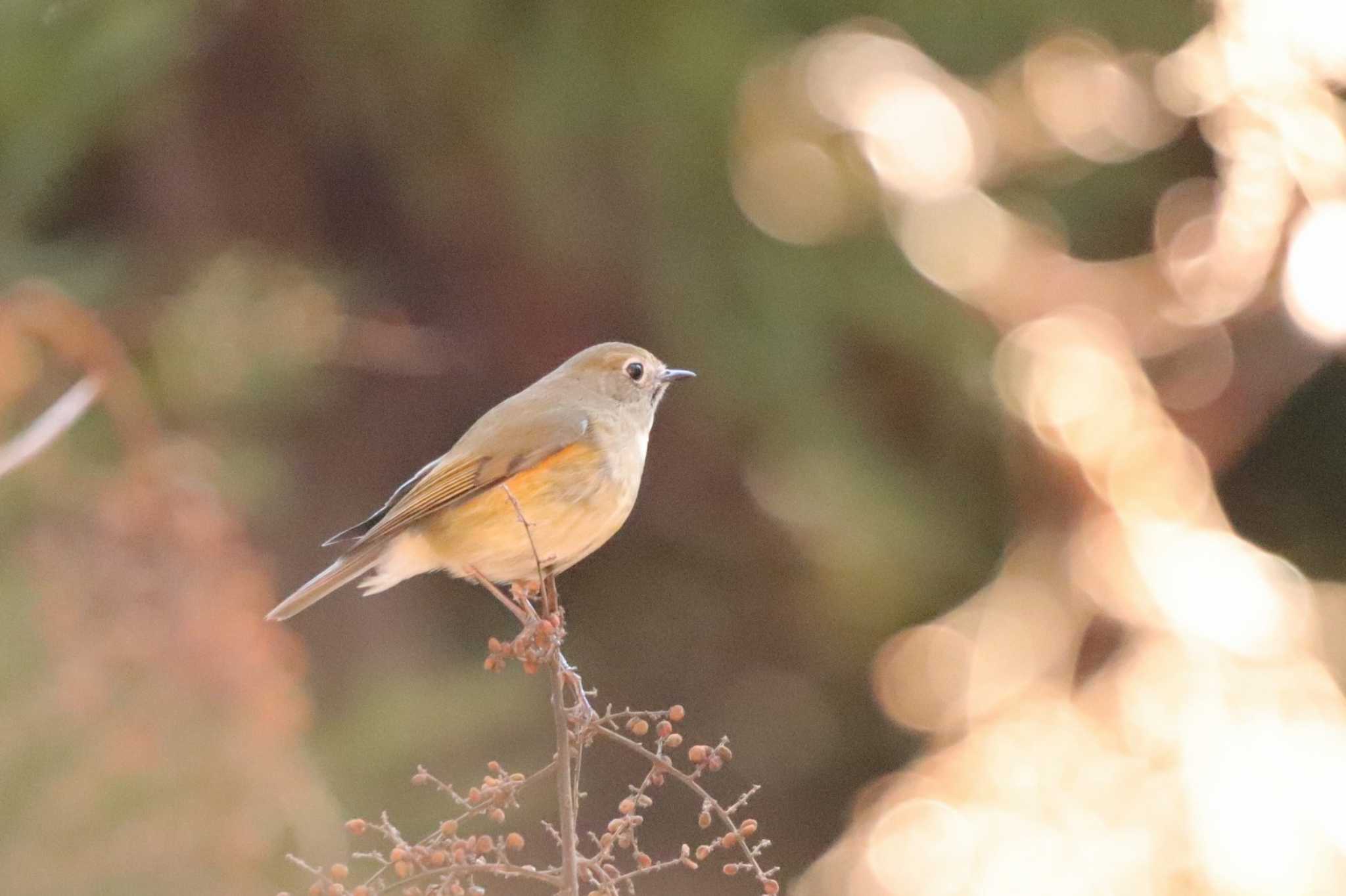 埼玉県民の森 ルリビタキの写真 by ひろ