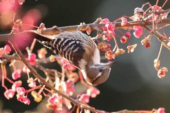 コゲラ 埼玉県民の森 2022年12月14日(水)