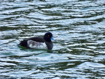 Tufted Duck 烏原貯水池 Wed, 12/14/2022