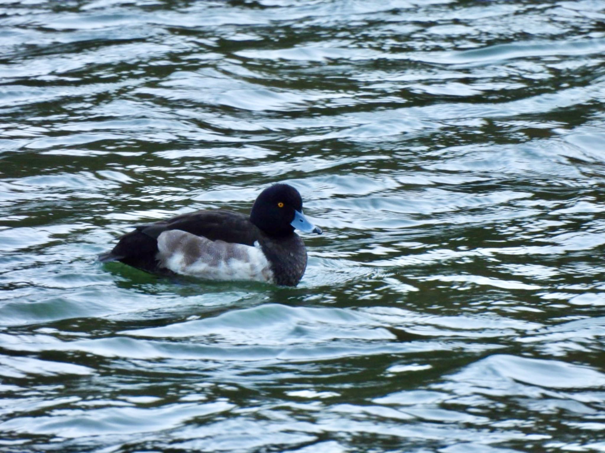 Photo of Tufted Duck at 烏原貯水池 by カモちゃん
