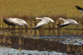 Snow Goose 千葉県 Wed, 12/7/2022