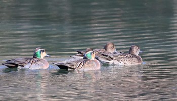 Baikal Teal 東京都 Wed, 12/14/2022