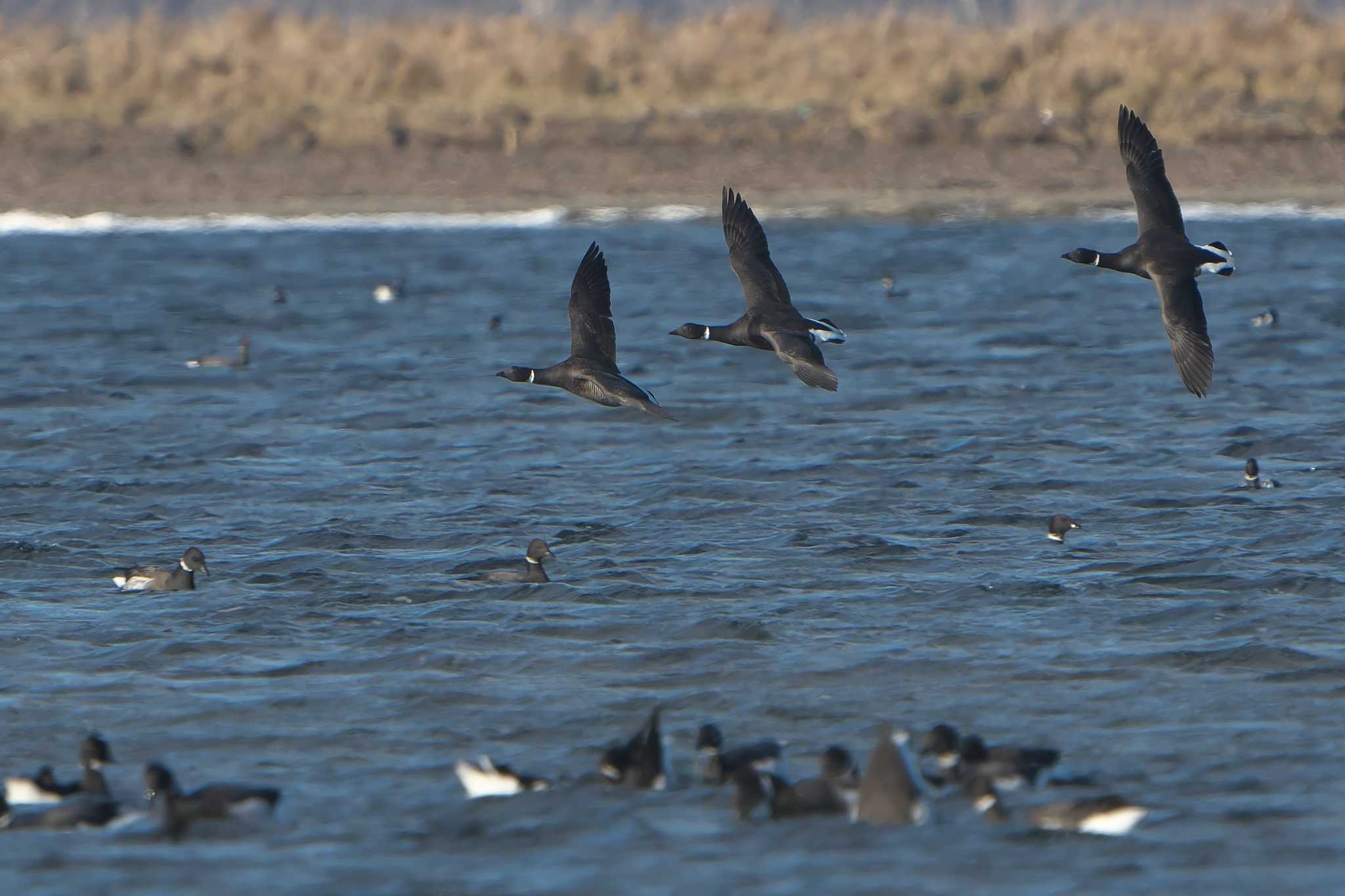 Photo of Brant Goose at Notsuke Peninsula by 禽好き