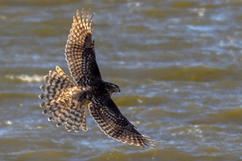 Eurasian Goshawk 芝川第一調節池(芝川貯水池) Wed, 12/14/2022