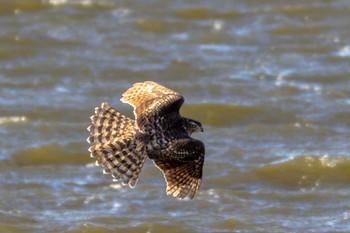 Eurasian Goshawk 芝川第一調節池(芝川貯水池) Wed, 12/14/2022