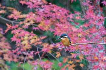 Common Kingfisher 横浜市立金沢自然公園 Wed, 12/14/2022