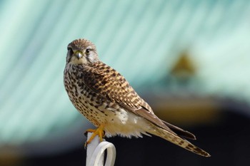 2022年12月14日(水) 大阪城公園の野鳥観察記録