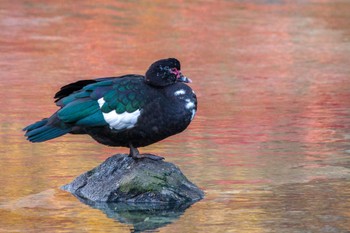 ノバリケン 檜町公園(東京ミッドタウン) 2022年12月14日(水)