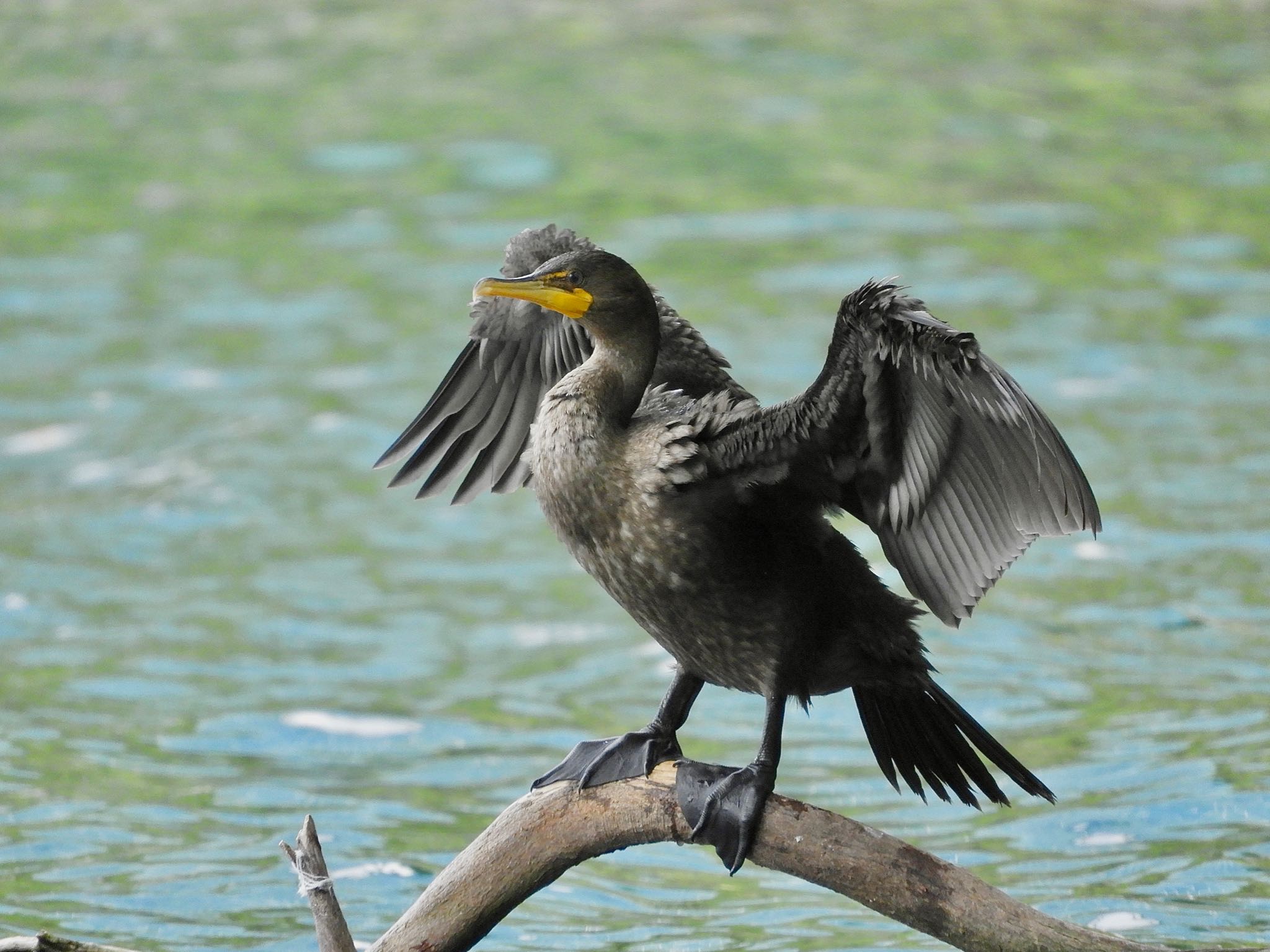 Lake Eola Park ミミヒメウの写真