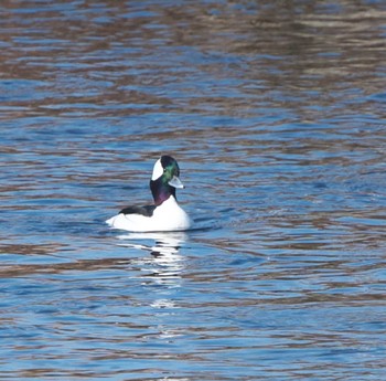 Bufflehead 東京都多摩地域 Mon, 12/12/2022