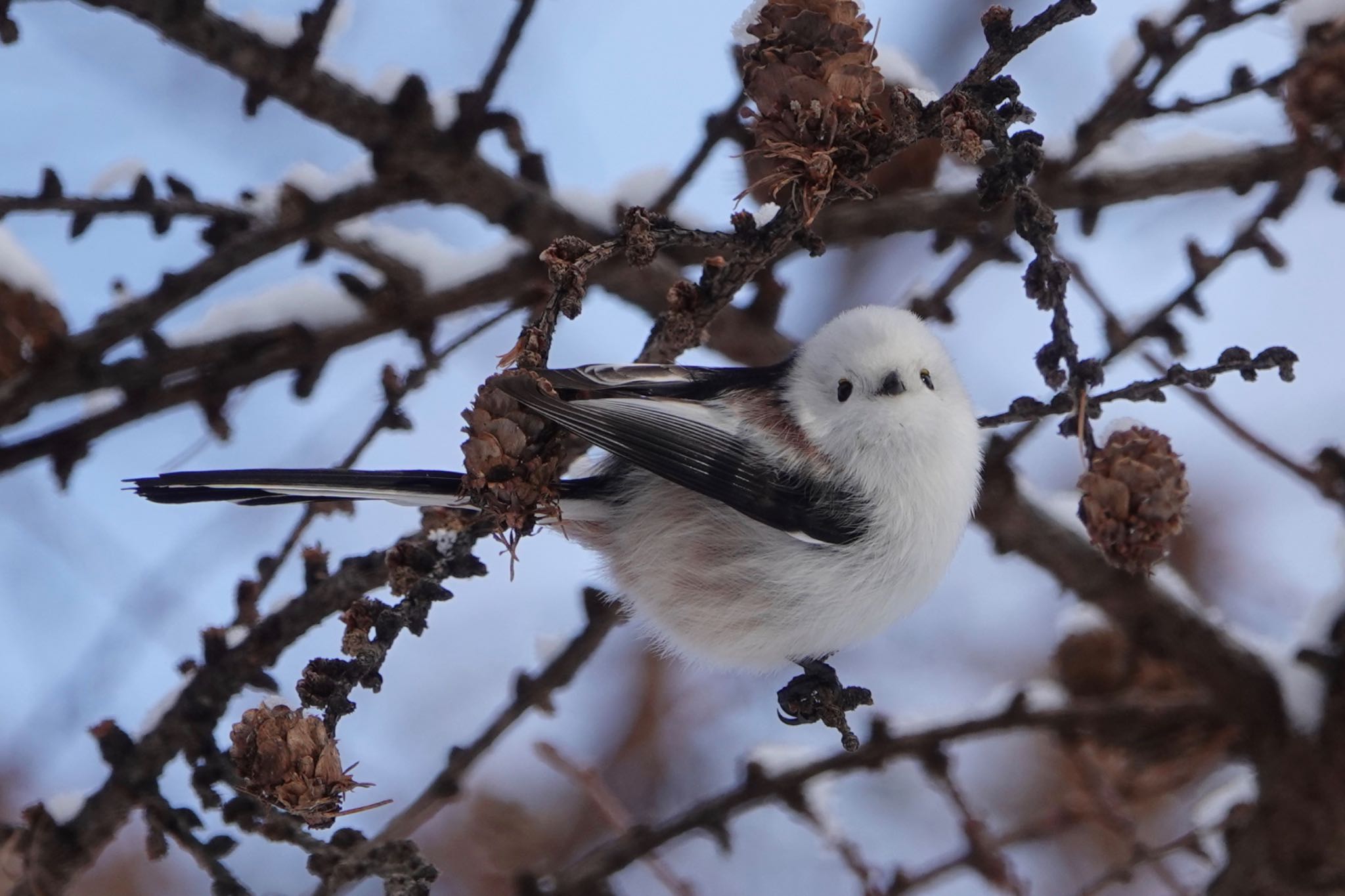 Photo of Long-tailed tit(japonicus) at Makomanai Park by ひじり
