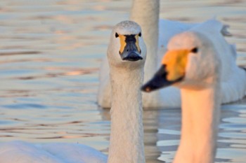 アメリカコハクチョウ 本埜村白鳥の郷 2022年12月10日(土)