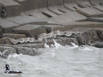 2022年12月3日(土) 大津漁港(中津郡豊頃町)の野鳥観察記録