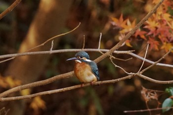 Common Kingfisher Machida Yakushiike Park Wed, 12/14/2022