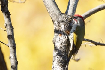 Wed, 12/14/2022 Birding report at Machida Yakushiike Park