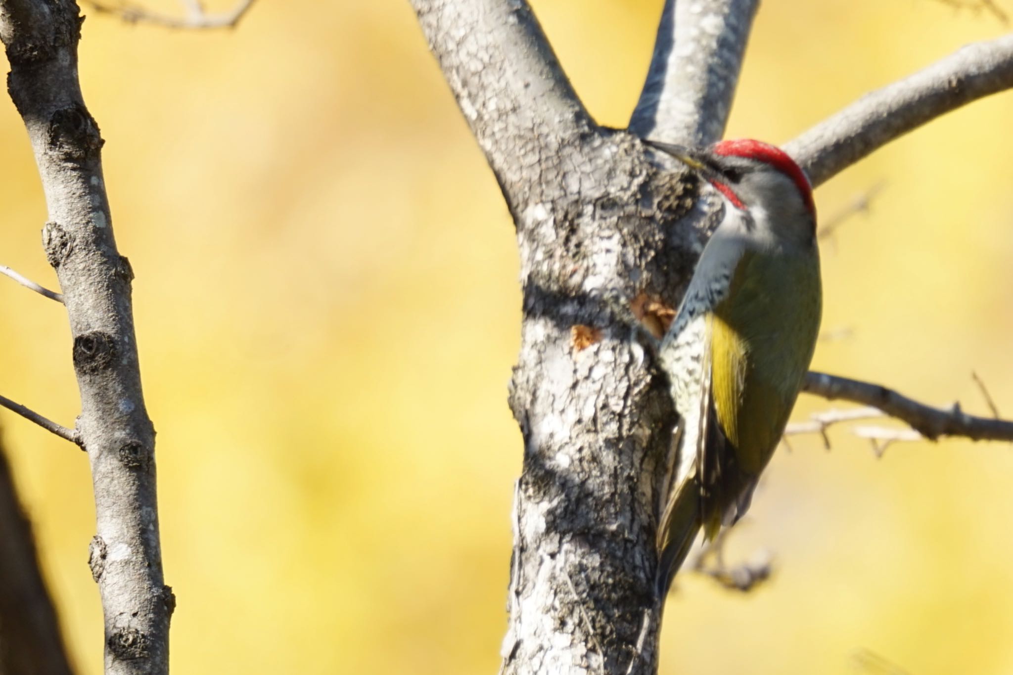 Photo of Japanese Green Woodpecker at Machida Yakushiike Park by しそのは