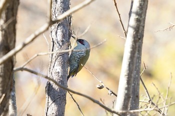 Japanese Green Woodpecker Machida Yakushiike Park Wed, 12/14/2022