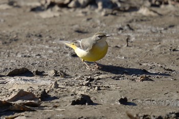 Grey Wagtail Machida Yakushiike Park Wed, 12/14/2022