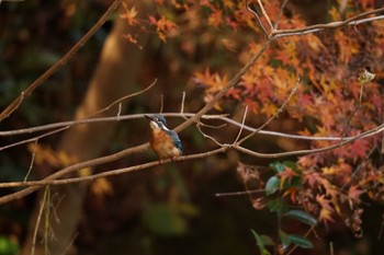 Common Kingfisher Machida Yakushiike Park Wed, 12/14/2022
