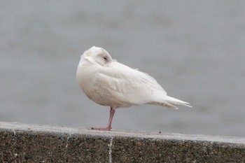 Glaucous Gull Choshi Fishing Port Thu, 3/8/2018