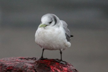 ミツユビカモメ 銚子漁港 2018年3月8日(木)