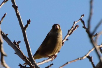2022年12月14日(水) 滋賀県米原市の野鳥観察記録