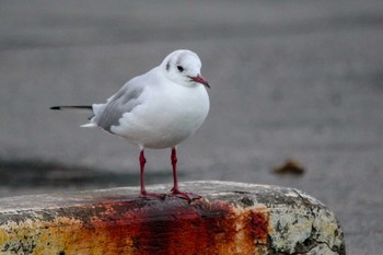 ユリカモメ 銚子漁港 2018年3月8日(木)