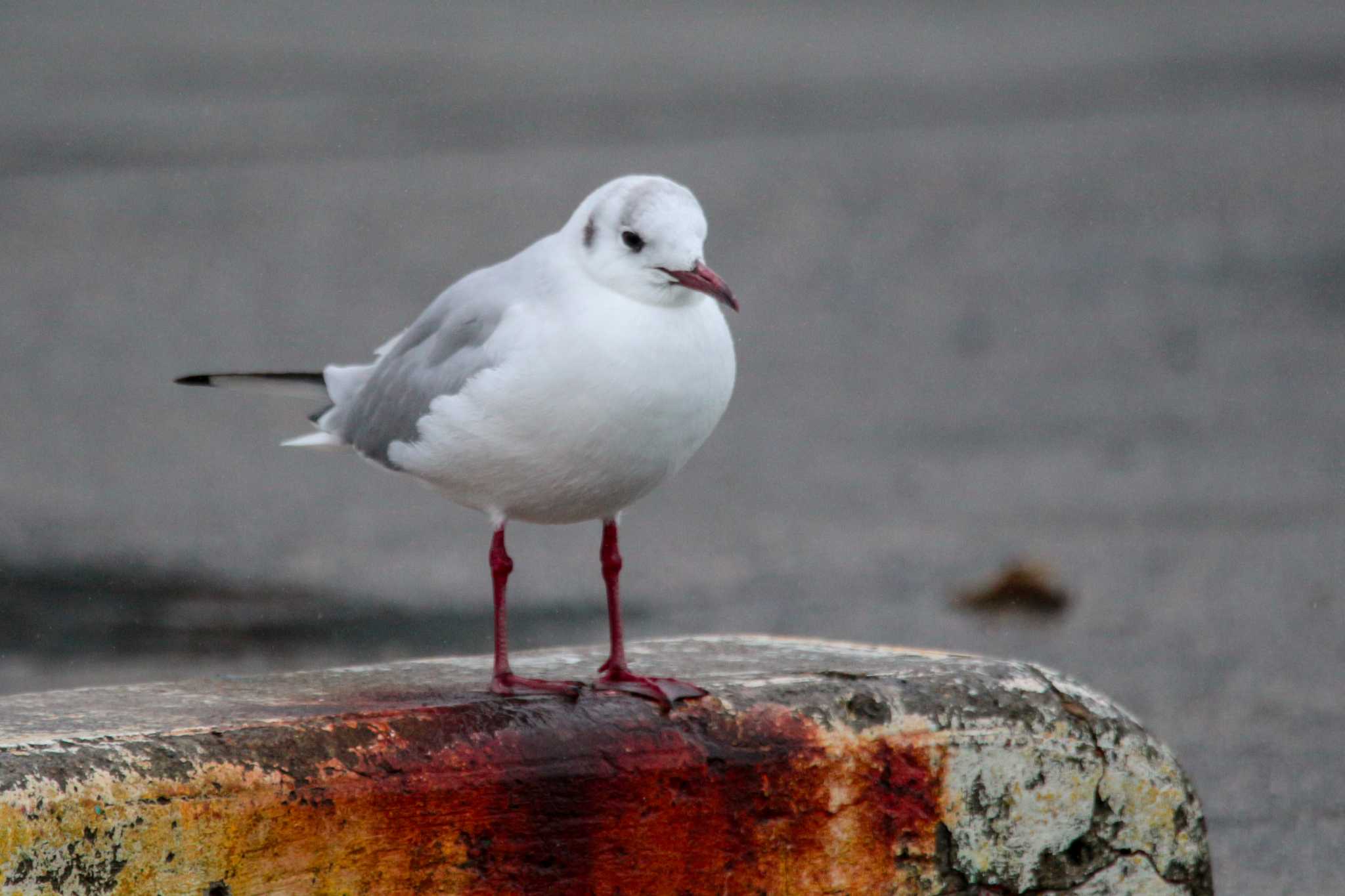 ユリカモメ