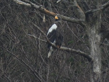 2022年12月11日(日) 山本山(滋賀県)の野鳥観察記録