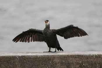 Japanese Cormorant Choshi Fishing Port Thu, 3/8/2018