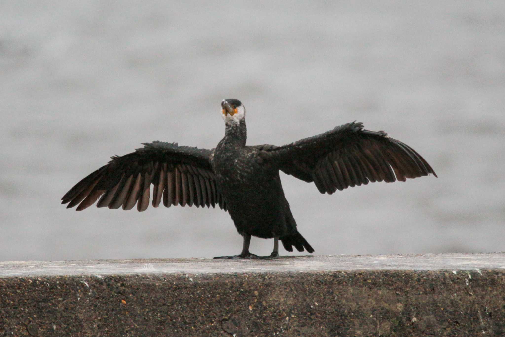 銚子漁港 ウミウの写真 by たかとん