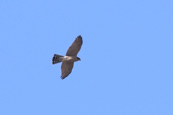 Eurasian Sparrowhawk 兵庫県神戸市 Mon, 12/12/2022