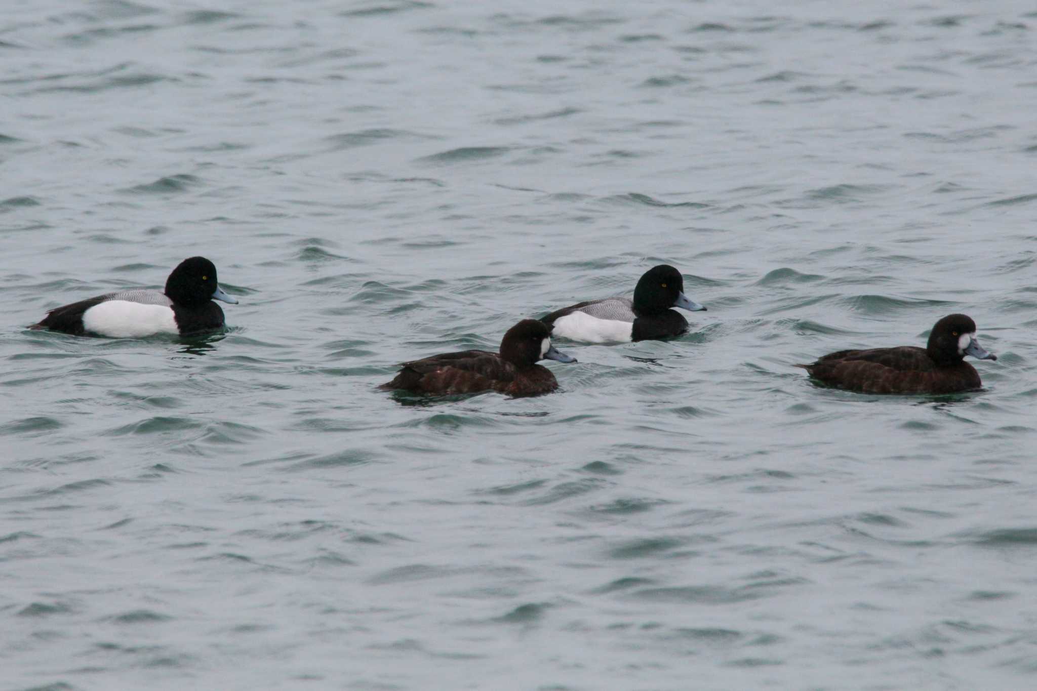 Photo of Greater Scaup at Choshi Fishing Port by たかとん
