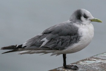 Black-legged Kittiwake Choshi Fishing Port Thu, 3/8/2018