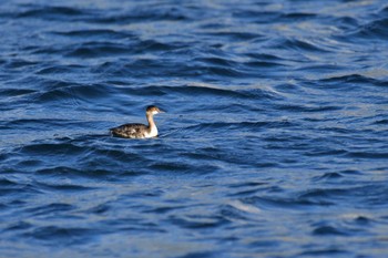 2022年12月14日(水) 野島公園の野鳥観察記録