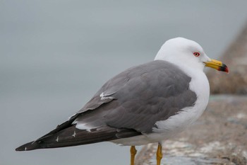 Black-tailed Gull Choshi Fishing Port Thu, 3/8/2018