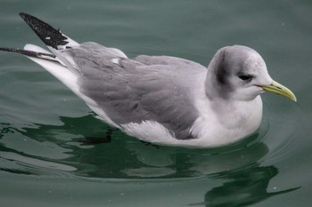 ミツユビカモメ 銚子漁港 2018年3月8日(木)