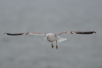 Vega Gull Choshi Fishing Port Thu, 3/8/2018