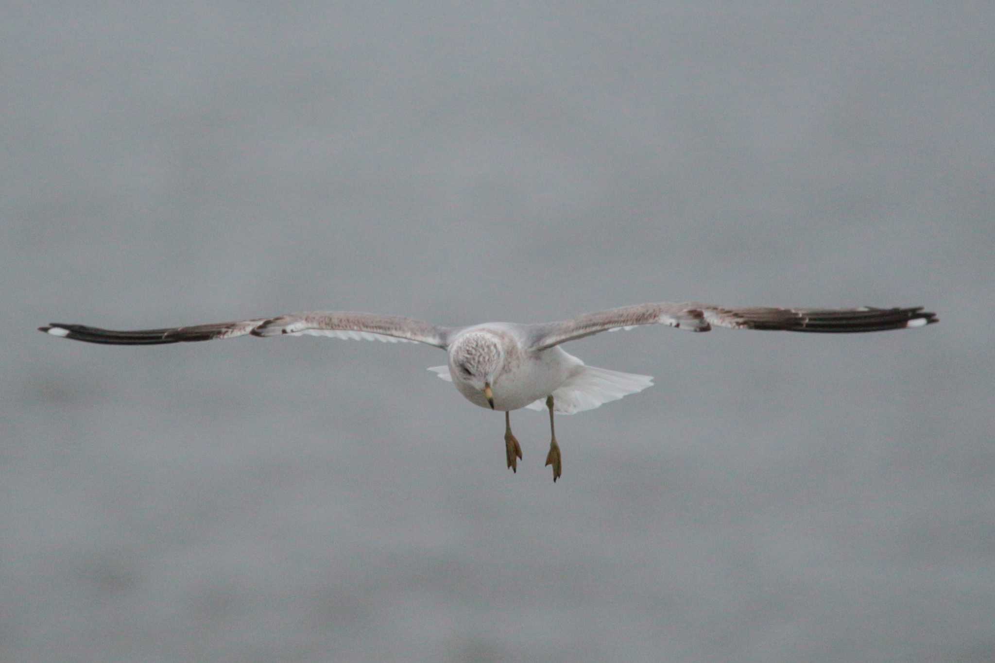 Vega Gull