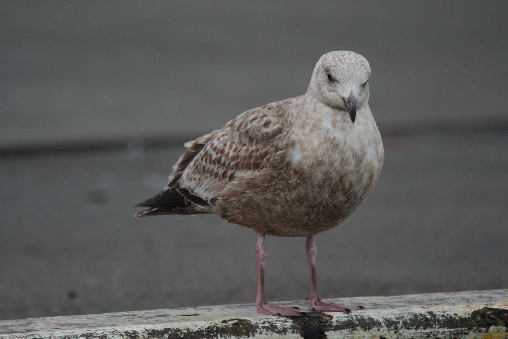 Photo of Vega Gull at Choshi Fishing Port by たかとん