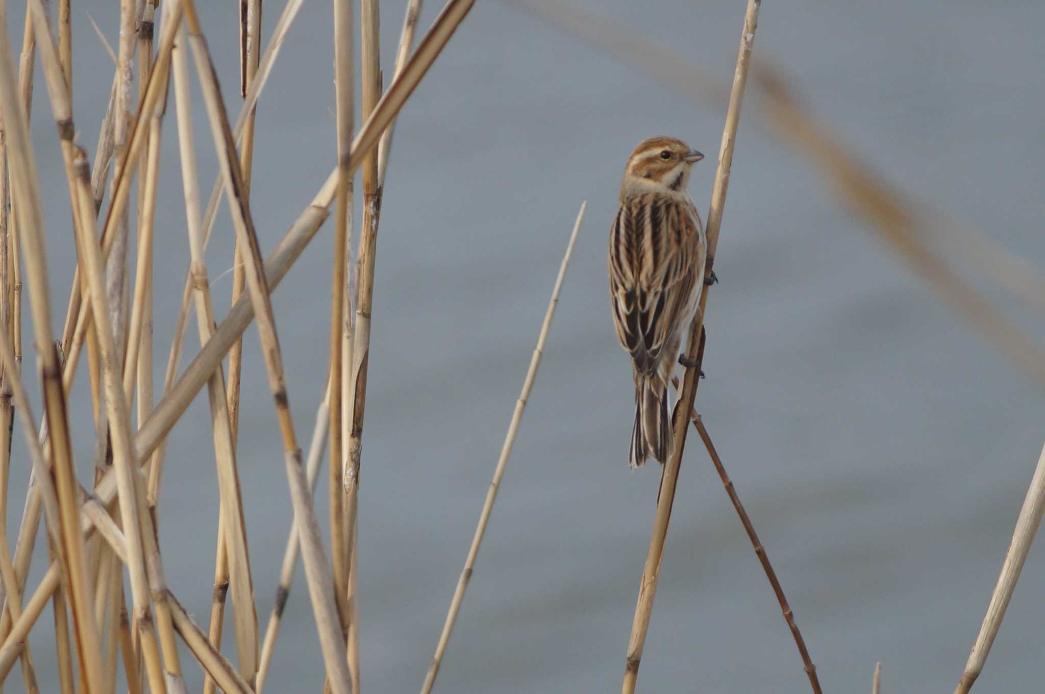 Common Reed Bunting