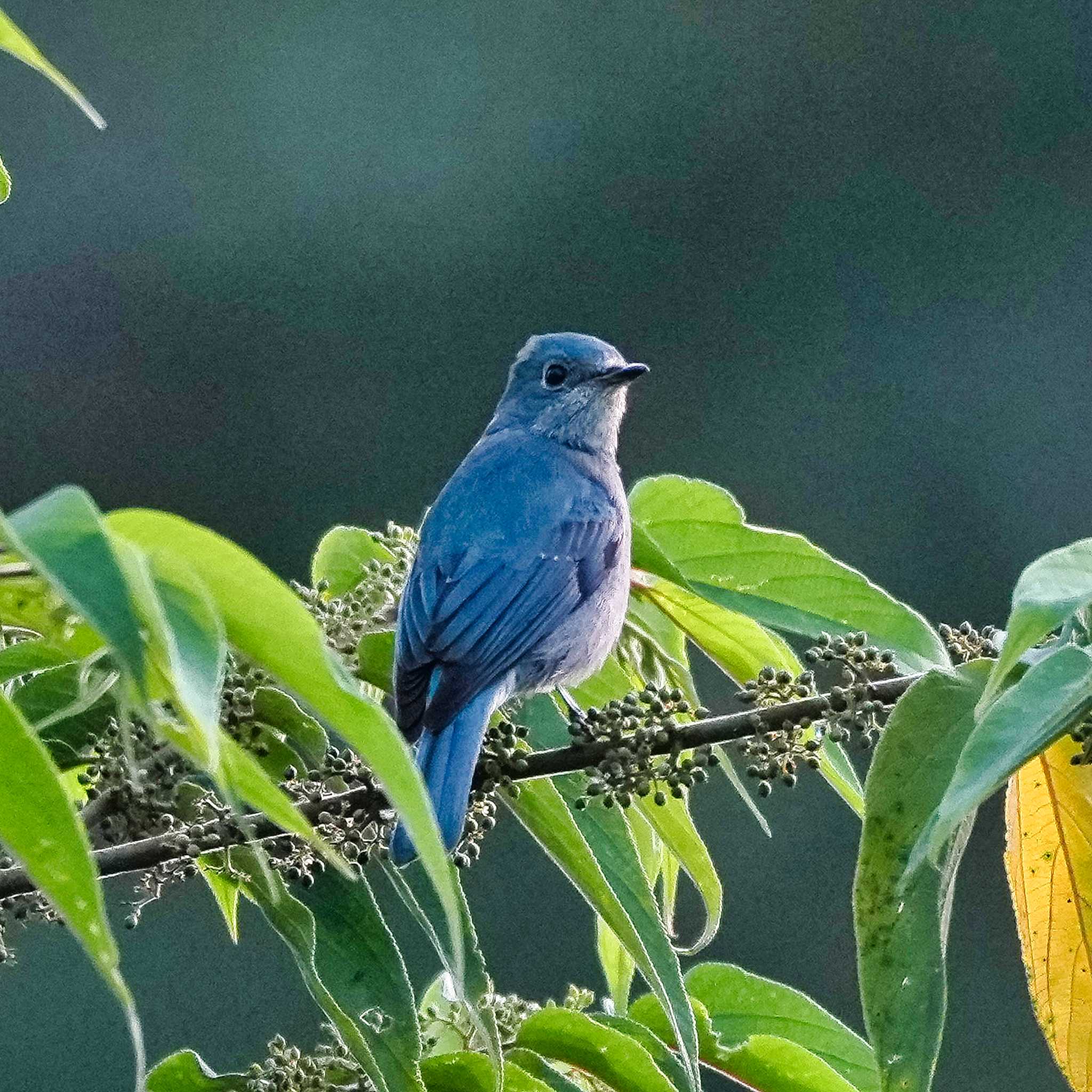 Photo of Verditer Flycatcher at Khao Mai Keao Reservation Park by span265