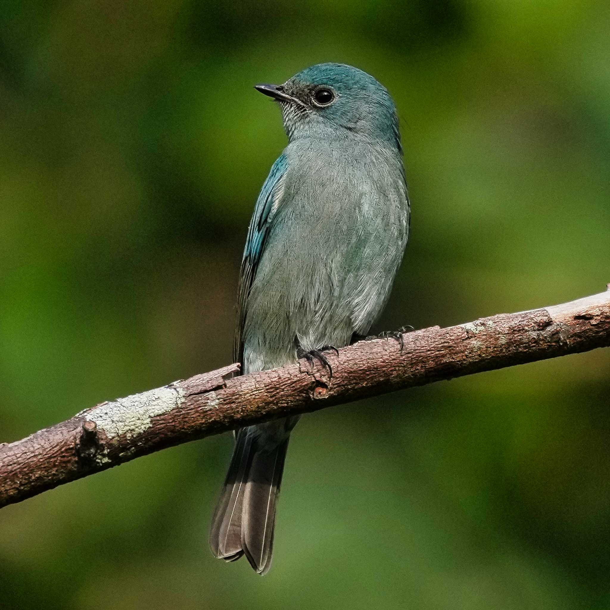 Verditer Flycatcher