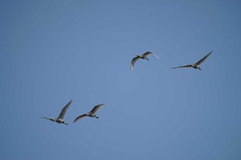 Eurasian Spoonbill 斐伊川河口 Thu, 12/15/2022