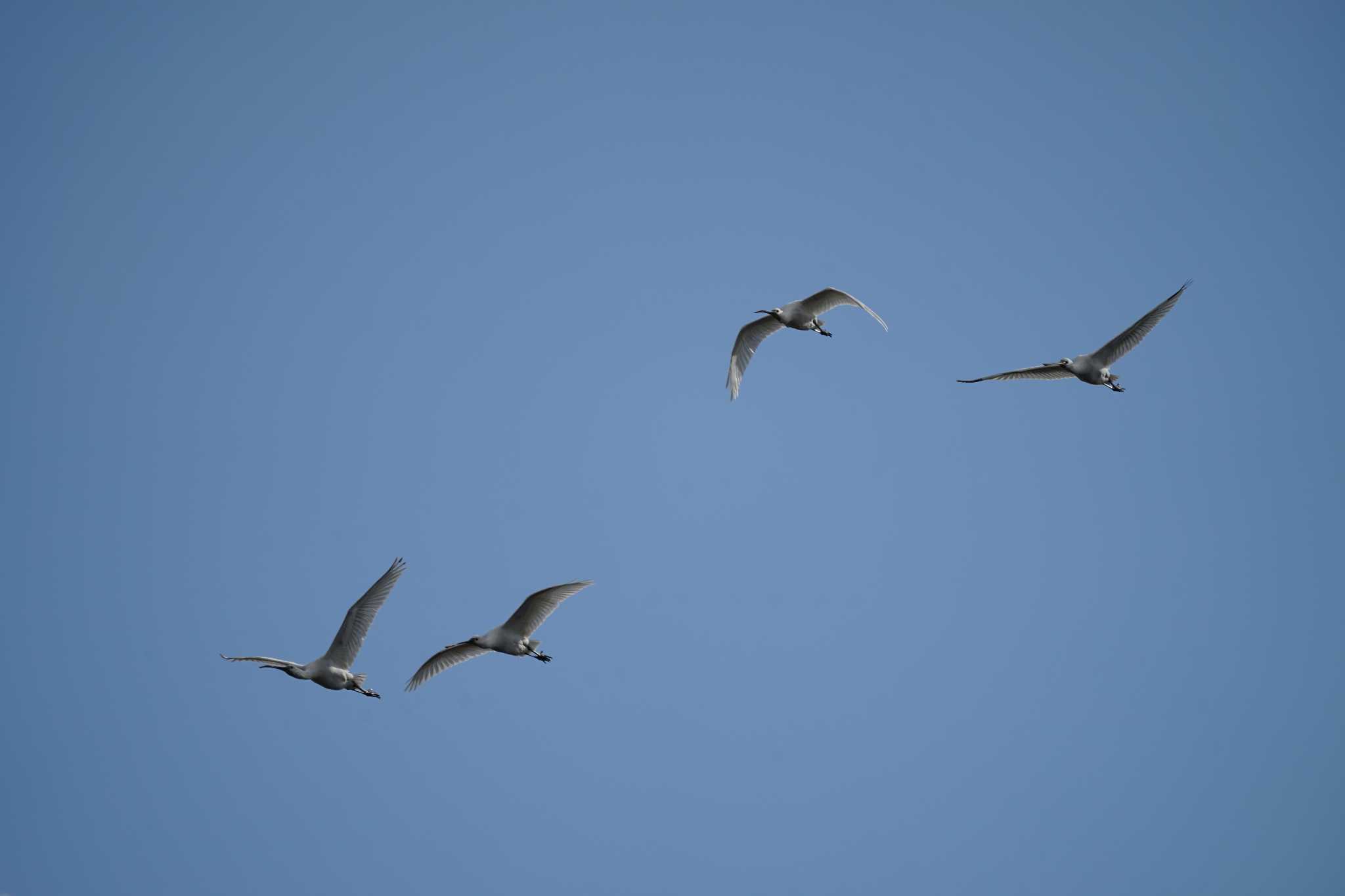 Photo of Eurasian Spoonbill at 斐伊川河口 by ひらも