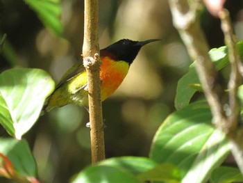 Green-tailed Sunbird