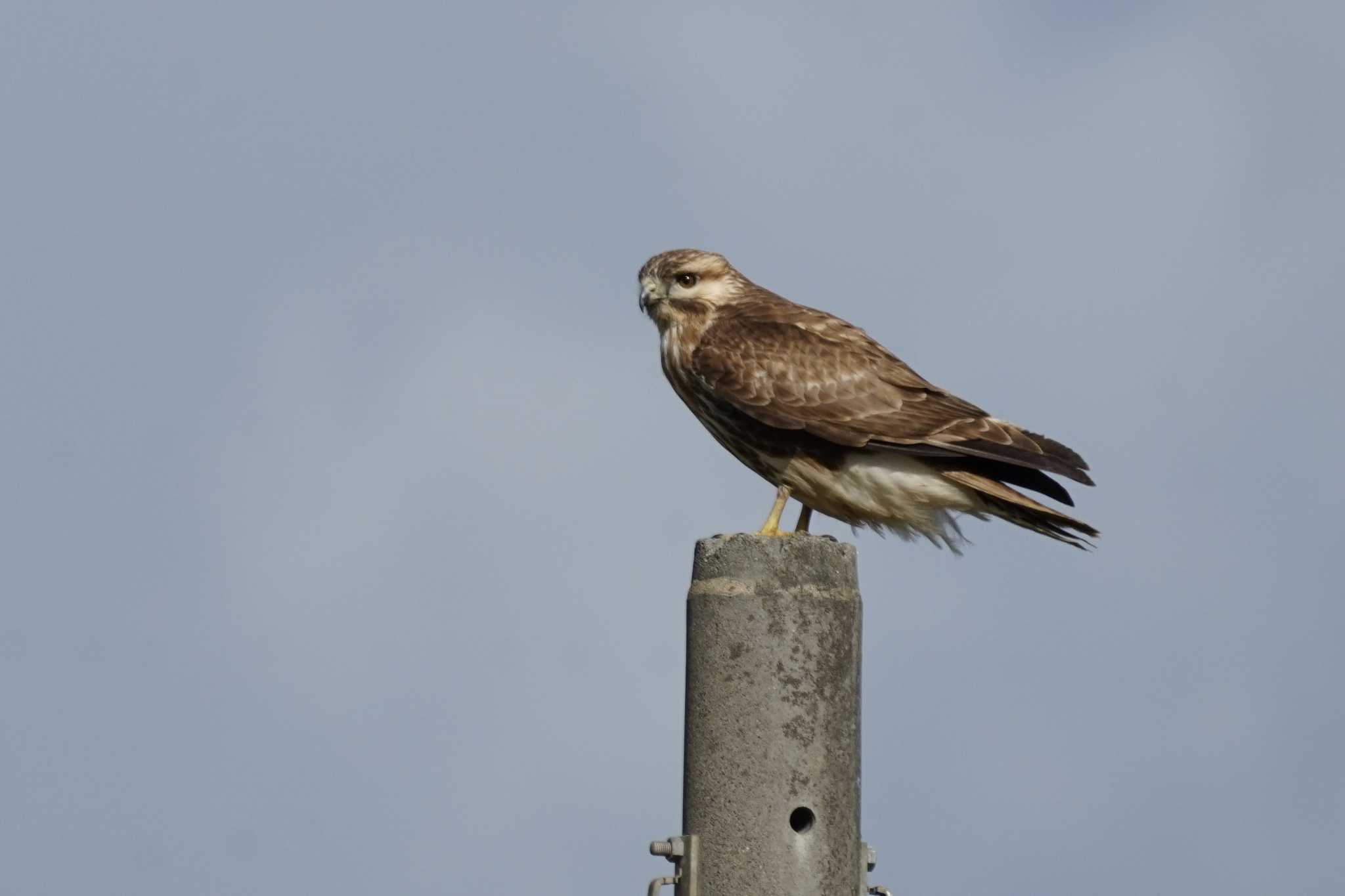 Eastern Buzzard