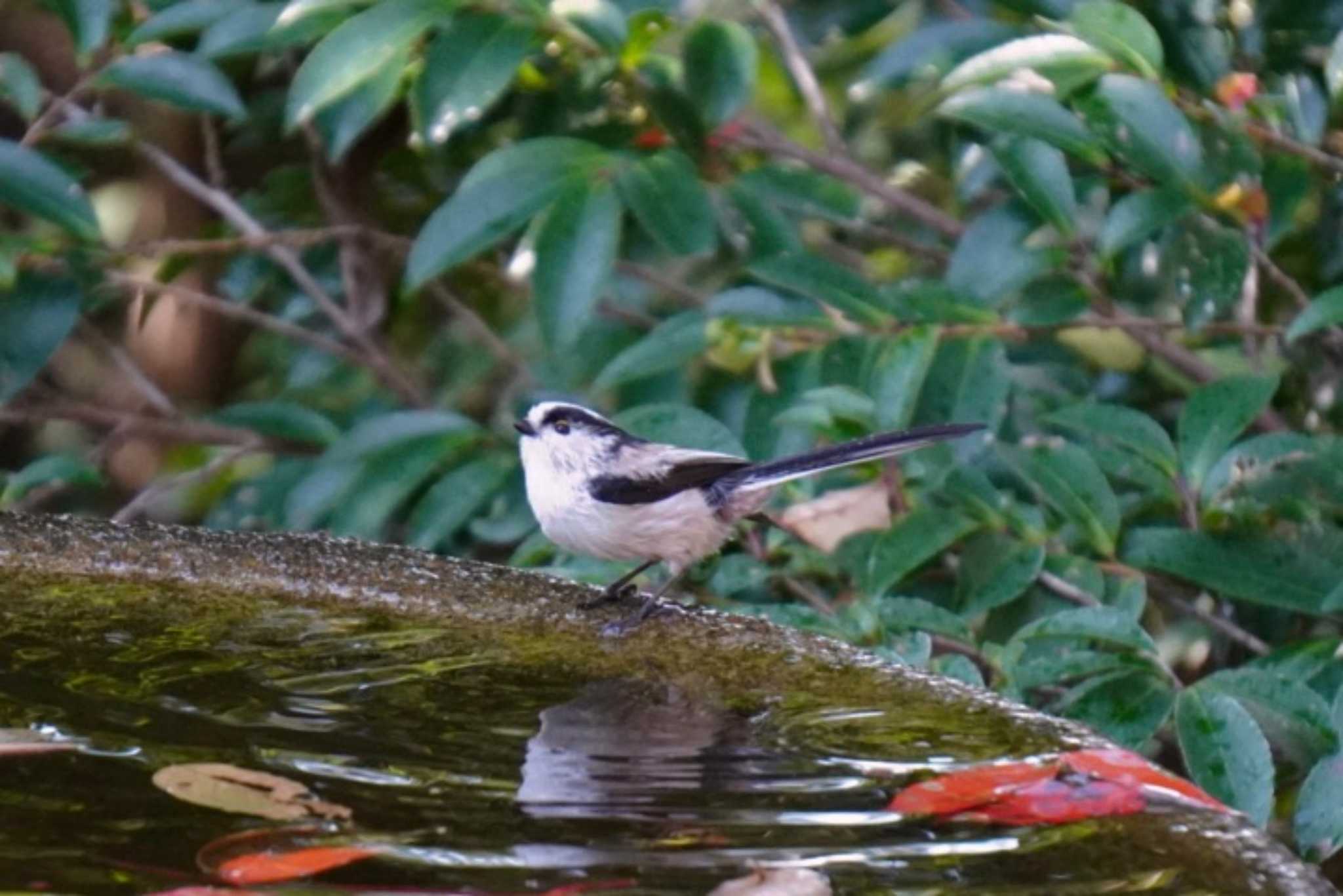 Photo of Long-tailed Tit at 権現山(弘法山公園) by jyara520