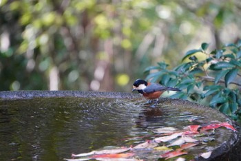 Varied Tit 権現山(弘法山公園) Tue, 11/22/2022